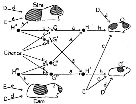 Graphic of a Sewell Wright diagram with guinea pigs.